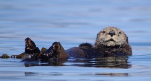 NuchatlitzSeaOtter