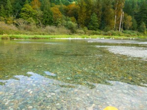 Salmon in the shallow Harrison River